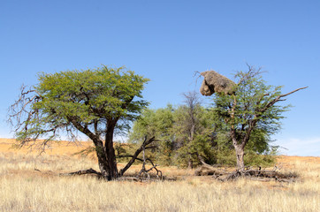 Parc national Kalahari Gemsbok, parc transfrontalier de Kgalagadi, Afrique du Sud