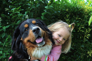 a girl hugs a big dog, Bernese Mountain Dog by the neck. Friends.	