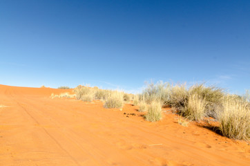 Parc national Kalahari Gemsbok, parc transfrontalier de Kgalagadi, Afrique du Sud