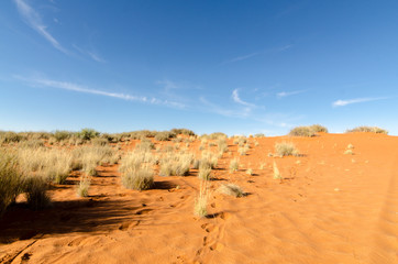 Parc national Kalahari Gemsbok, parc transfrontalier de Kgalagadi, Afrique du Sud