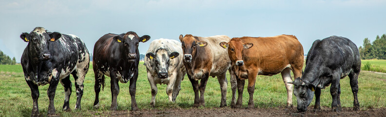 Naklejka na ściany i meble Six beef cows in a row in the field in the Netherlands.