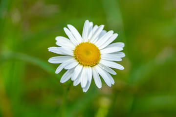 Obraz premium Close up of a Marguerite flower in bright sunlight