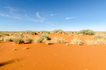 Parc national Kalahari Gemsbok, parc transfrontalier de Kgalagadi, Afrique du Sud