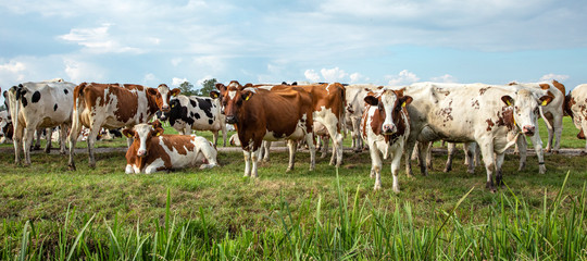Group of cows waiting to go to the milking parlor in the pasture. © Clara