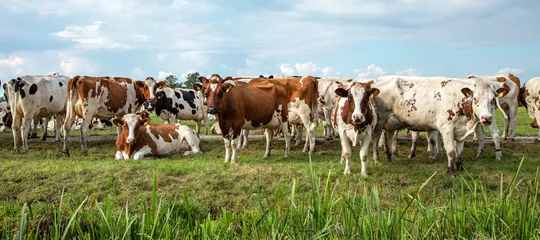 Fotobehang Group of cows waiting to go to the milking parlor in the pasture. © Clara