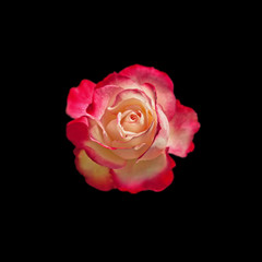 Beautiful colorful rose isolated on a black background