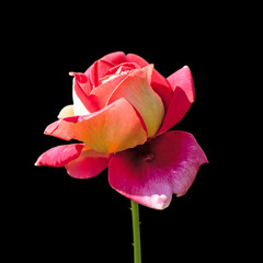 Beautiful colorful rose isolated on a black background