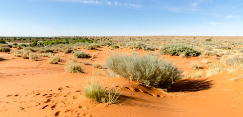 Parc national Kalahari Gemsbok, parc transfrontalier de Kgalagadi, Afrique du Sud