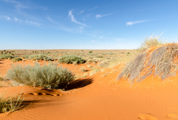 Parc national Kalahari Gemsbok, parc transfrontalier de Kgalagadi, Afrique du Sud