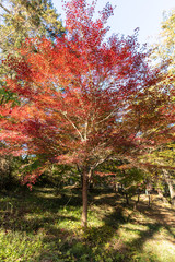 月の石もみじ公園