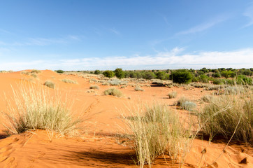 Parc national Kalahari Gemsbok, parc transfrontalier de Kgalagadi, Afrique du Sud