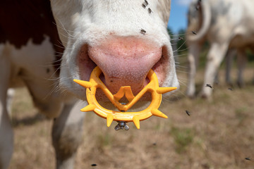 Pink nose of a cow with spiked nose ring, a maverick calf weaning ring of yellow plastic.