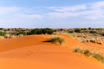 Parc national Kalahari Gemsbok, parc transfrontalier de Kgalagadi, Afrique du Sud