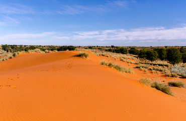 Parc national Kalahari Gemsbok, parc transfrontalier de Kgalagadi, Afrique du Sud