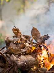 Burning fire of dried leaves. Flames and smoke from burning leaves