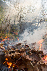 Burning fire of dried leaves. Flames and smoke from burning leaves