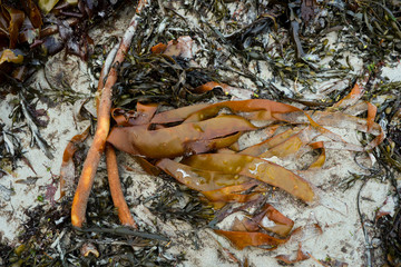 Algue, Laminaire, Laminaria ochroleuca