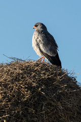 Autour chanteur,.Melierax canorus, Pale Chanting Goshawk, sur nids de Républicain social