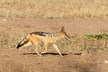Chacal à chabraque, Canis mesomelas, Afrique