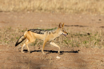 Chacal à chabraque, Canis mesomelas, Afrique