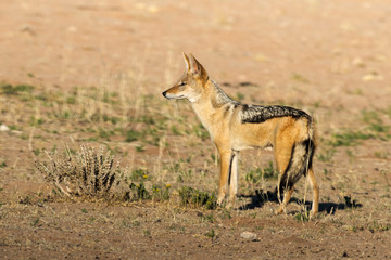 Chacal à chabraque, Canis mesomelas, Afrique