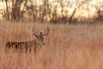 Whitetail Buck in Tall Grass in Autumn