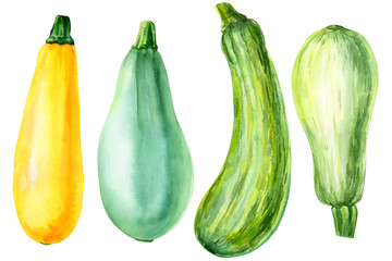 zucchini on isolated white background, watercolor illustration