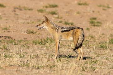 Chacal à chabraque, Canis mesomelas, Afrique