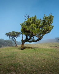 Fanal forest on Madeira