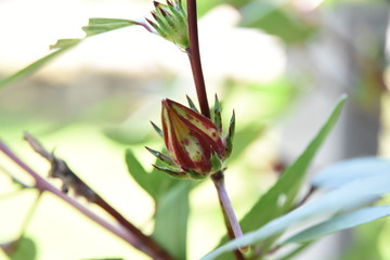 Fresh okra flowers On the growing tree