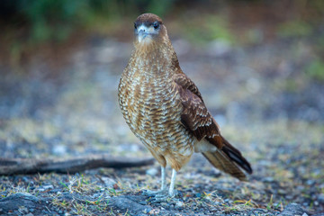  landscapes of argentinian patagonia