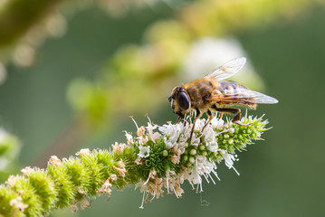 Macro of a honey bee (apis mellifera) on a mint (menta piperita) blossom with blurred bokeh...