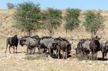 Naklejka na ściany i meble Gnou à queue noire, Connochaetes taurinus, Afrique du Sud