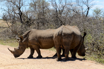 Fototapeta premium Rhinocéros blanc, white rhino, Ceratotherium simum, Parc national Kruger, Afrique du Sud