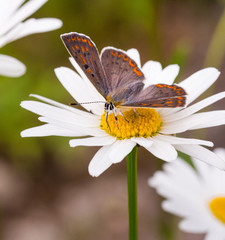 Macro of a female sooty copper (lycaena tityrus) butterfly on a daisy (leucanthemum) blossom with blurred bokeh background; pesticide free environmental protection biodiversity concept;