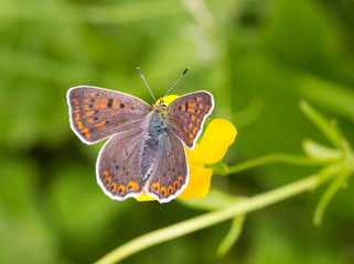 Macro of a female sooty copper (lycaena tityrus) butterfly on a ranunculus acris blossom with blurred bokeh background; pesticide free environmental protection biodiversity concept;