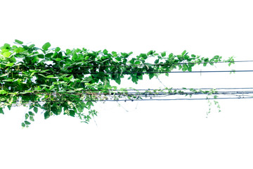 Ivy green with leaf on isolate white background