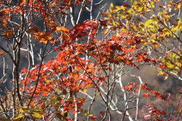 紅葉