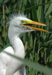 Great white egret on the nest