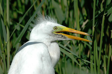 Great white egret on the nest