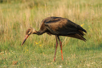 White Stork dirty oil slick, ecological disaster