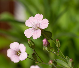 Macro of pink flax (linum usatissimum) blossoms with blurred bokeh background; pesticide free environmental protection biodiversity concept;
