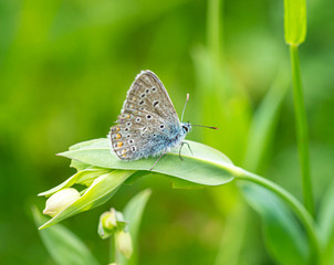 Obraz na płótnie Canvas Macro of a common blue butterfly (polyommatus icarus) on a bladder campion bud (silene vulgaris) with blurred bokeh background; pesticide free environmental protection biodiversity concept;