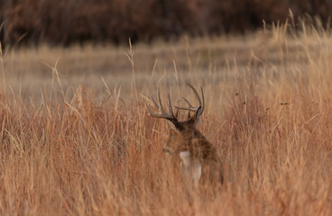 Whitetail Buck in Tall Grass in Autumn