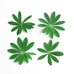creative concept. Fresh green leaves on white background. minimalistic composition. flat lay, square frame
