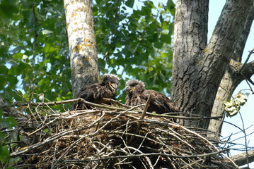 Young white-tailed eagle chicks in the nest