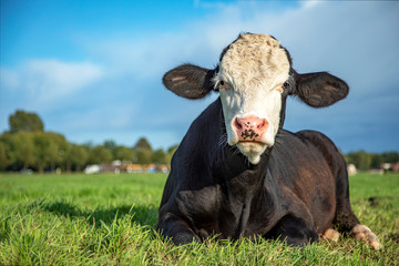 Brown and white bull calf lying in the pasture, cattle breed known as: blister head aka blaarkop,...