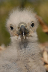 Portrait of a young white-tailed eagle in the nest