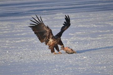 Beautiful large eagle on the ice with fish caught
