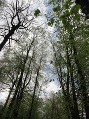 crowns of trees with blossoming foliage in the Park  